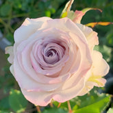 Nautica /Ocean Heart Rose